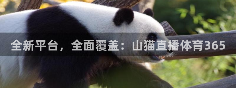 全新平台，全面覆盖：山猫直播体育365