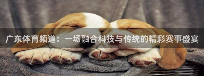 广东体育频道：一场融合科技与传统的精彩赛事盛宴